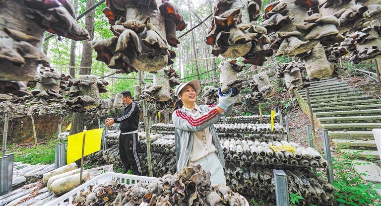 发展产业调研】林下生金不朽情缘模拟器【高质量(图3)